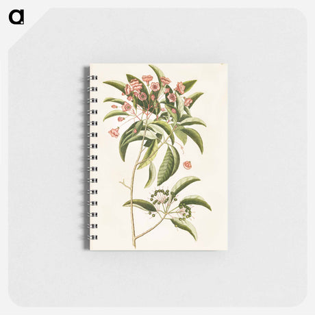 アートメモ帳-Mountain Laurel
 - マーク ケイツビー Memo.