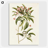 1-52_Mark-Catesby_picture-crop