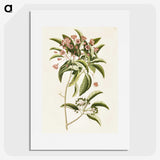 1-52_Mark-Catesby_picture