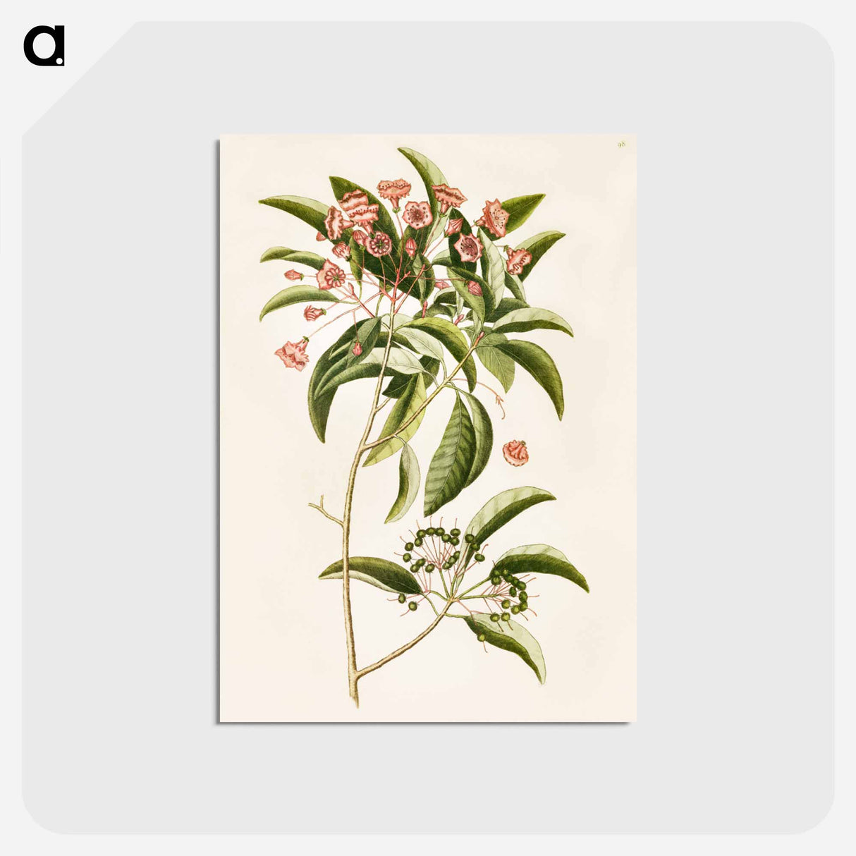 アートポストカード-Mountain Laurel
 - マーク ケイツビー Postcard.