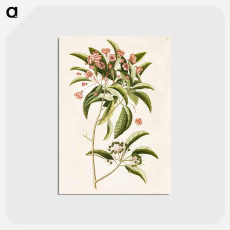 アートポストカード-Mountain Laurel
 - マーク ケイツビー Postcard.