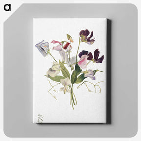 1-52_Mary-Vaux-Walcott_canvas