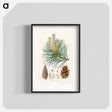 アートポスター-Scots Pine Illustration
 - 薬用植物学 Poster.
