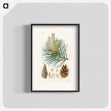 アートポスター-Scots Pine Illustration
 - 薬用植物学 Poster.