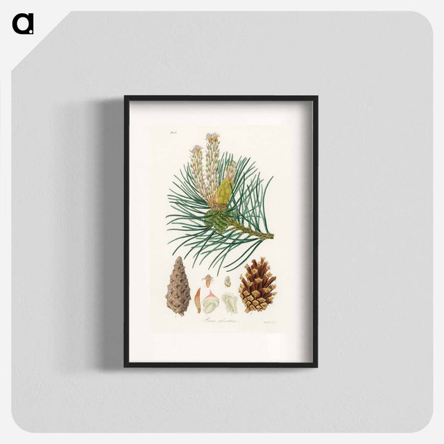 アートポスター-Scots Pine Illustration
 - 薬用植物学 Poster.