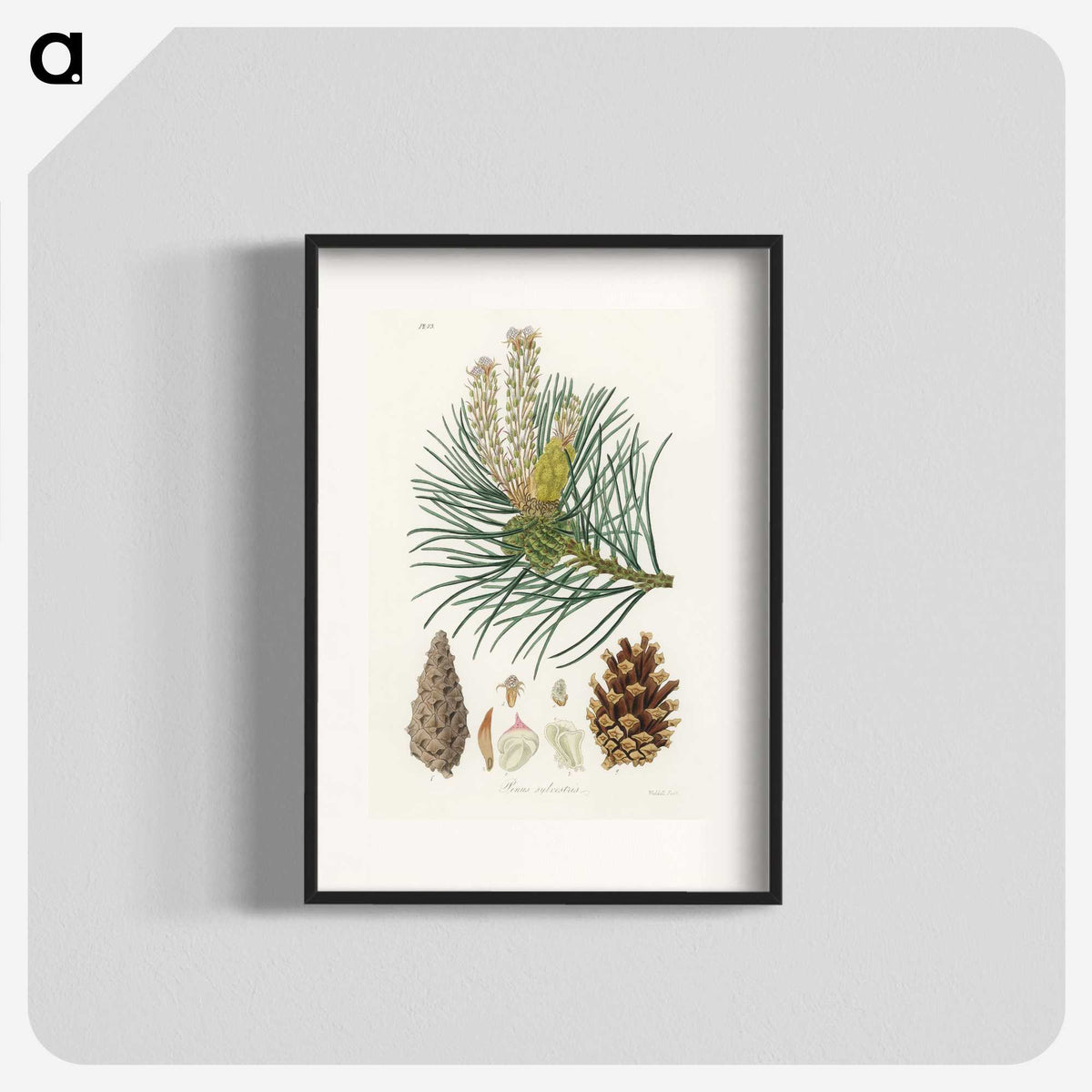 1-52_Medical-Botany_blk