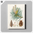 アートパネル-Scots Pine Illustration
 - 薬用植物学 Canvas.