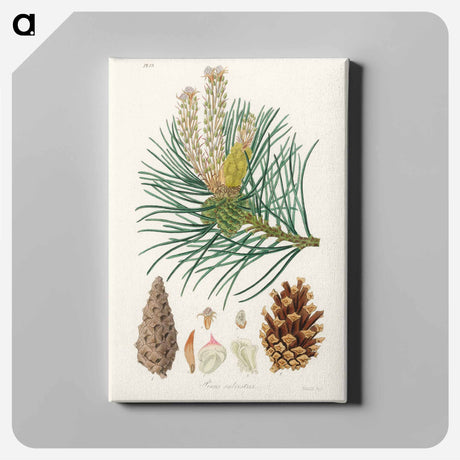 アートパネル-Scots Pine Illustration
 - 薬用植物学 Canvas.