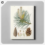 1-52_Medical-Botany_canvas