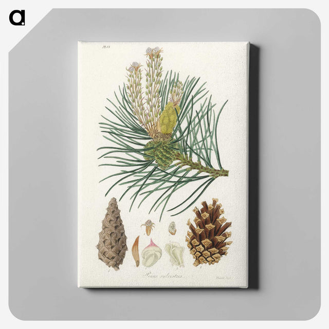 1-52_Medical-Botany_canvas