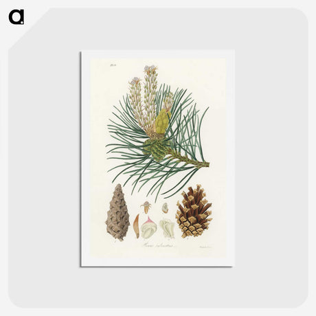 1-52_Medical-Botany_hagaki