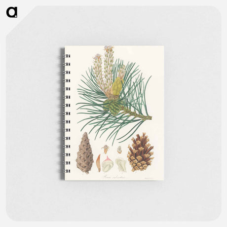 アートメモ帳-Scots Pine Illustration
 - 薬用植物学 Memo.