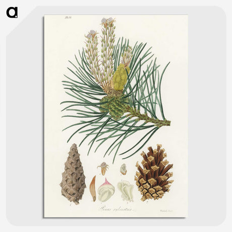 1-52_Medical-Botany_picture-crop