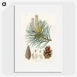 1-52_Medical-Botany_picture