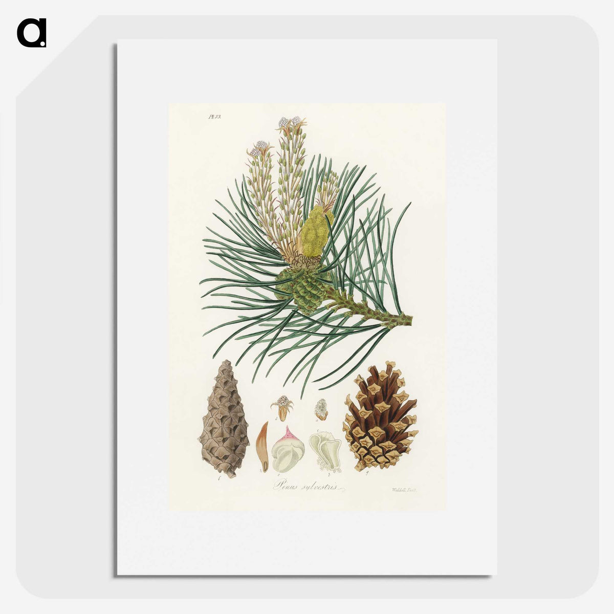 1-52_Medical-Botany_picture