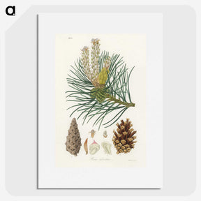 1-52_Medical-Botany_picture