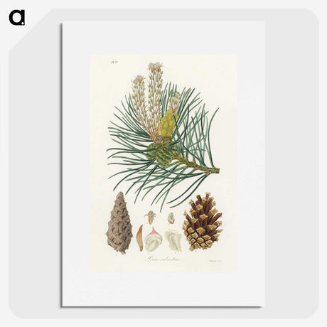 1-52_Medical-Botany_picture