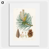 アートポスター-Scots Pine Illustration
 - 薬用植物学 Poster.