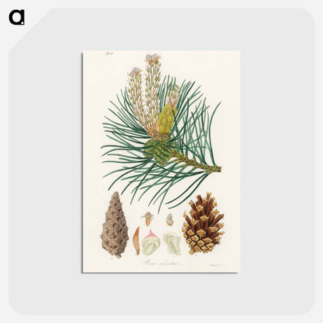 アートポストカード-Scots Pine Illustration
 - 薬用植物学 Postcard.