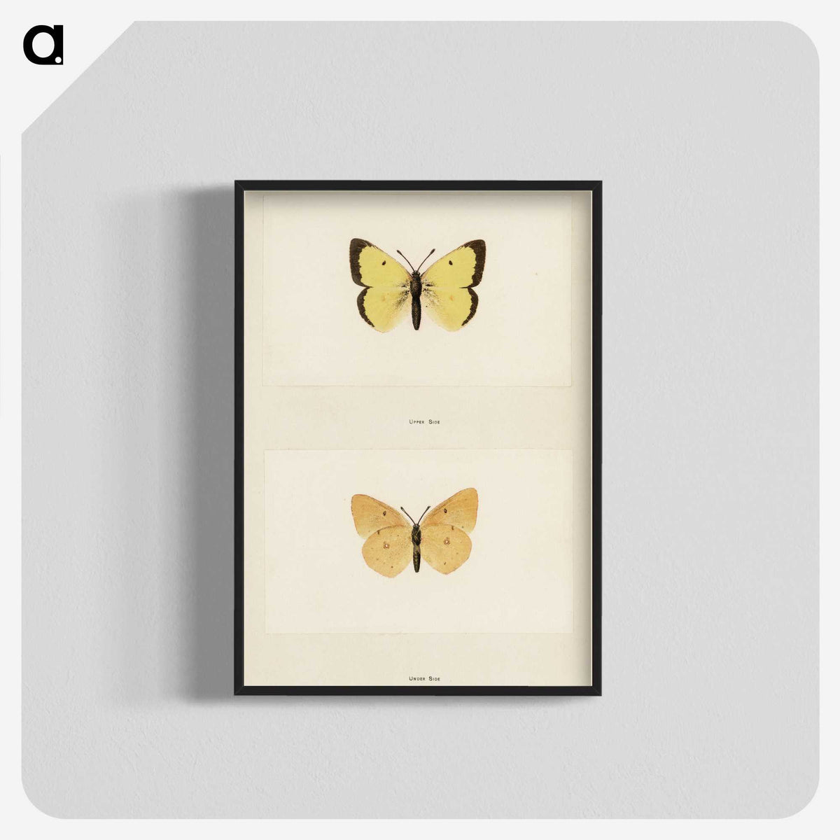 1-52_Moths-and-Butterflies-of-the-United-States_blk-crop
