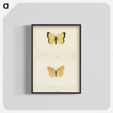 1-52_Moths-and-Butterflies-of-the-United-States_blk-crop