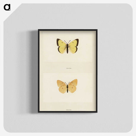 1-52_Moths-and-Butterflies-of-the-United-States_blk-crop