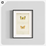 1-52_Moths-and-Butterflies-of-the-United-States_blk