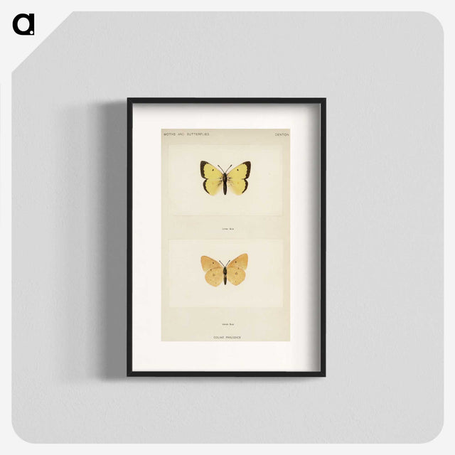 1-52_Moths-and-Butterflies-of-the-United-States_blk