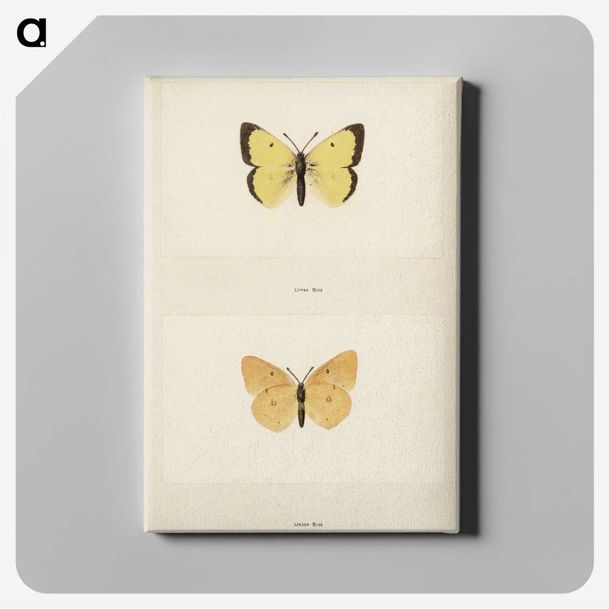 1-52_Moths-and-Butterflies-of-the-United-States_canvas