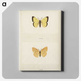 1-52_Moths-and-Butterflies-of-the-United-States_canvas