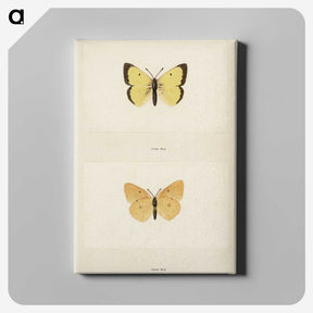 1-52_Moths-and-Butterflies-of-the-United-States_canvas