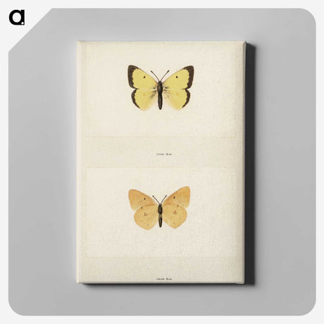 1-52_Moths-and-Butterflies-of-the-United-States_canvas