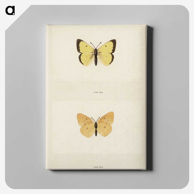 1-52_Moths-and-Butterflies-of-the-United-States_canvas