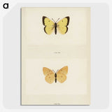 1-52_Moths-and-Butterflies-of-the-United-States_picture-crop