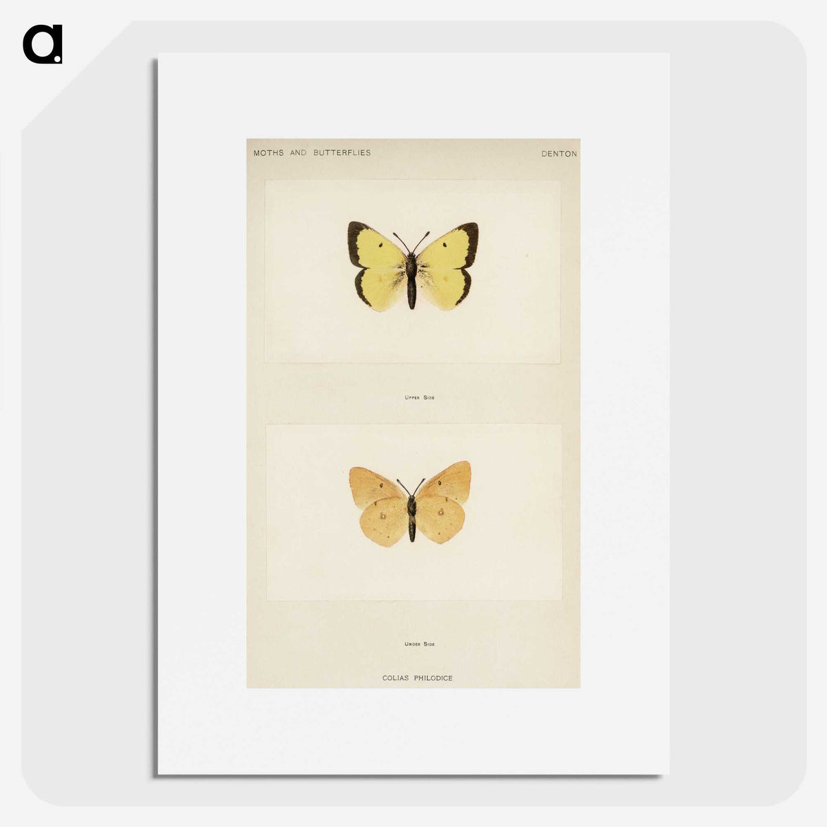 1-52_Moths-and-Butterflies-of-the-United-States_picture