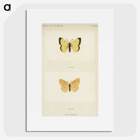 1-52_Moths-and-Butterflies-of-the-United-States_picture
