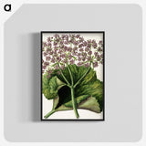 1-52_Native-Flowering-Plants-of-New-Zealand_blk-crop