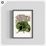 1-52_Native-Flowering-Plants-of-New-Zealand_blk