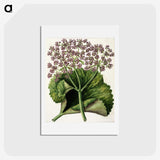 1-52_Native-Flowering-Plants-of-New-Zealand_hagaki
