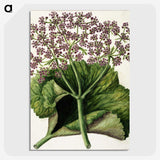 1-52_Native-Flowering-Plants-of-New-Zealand_picture-crop