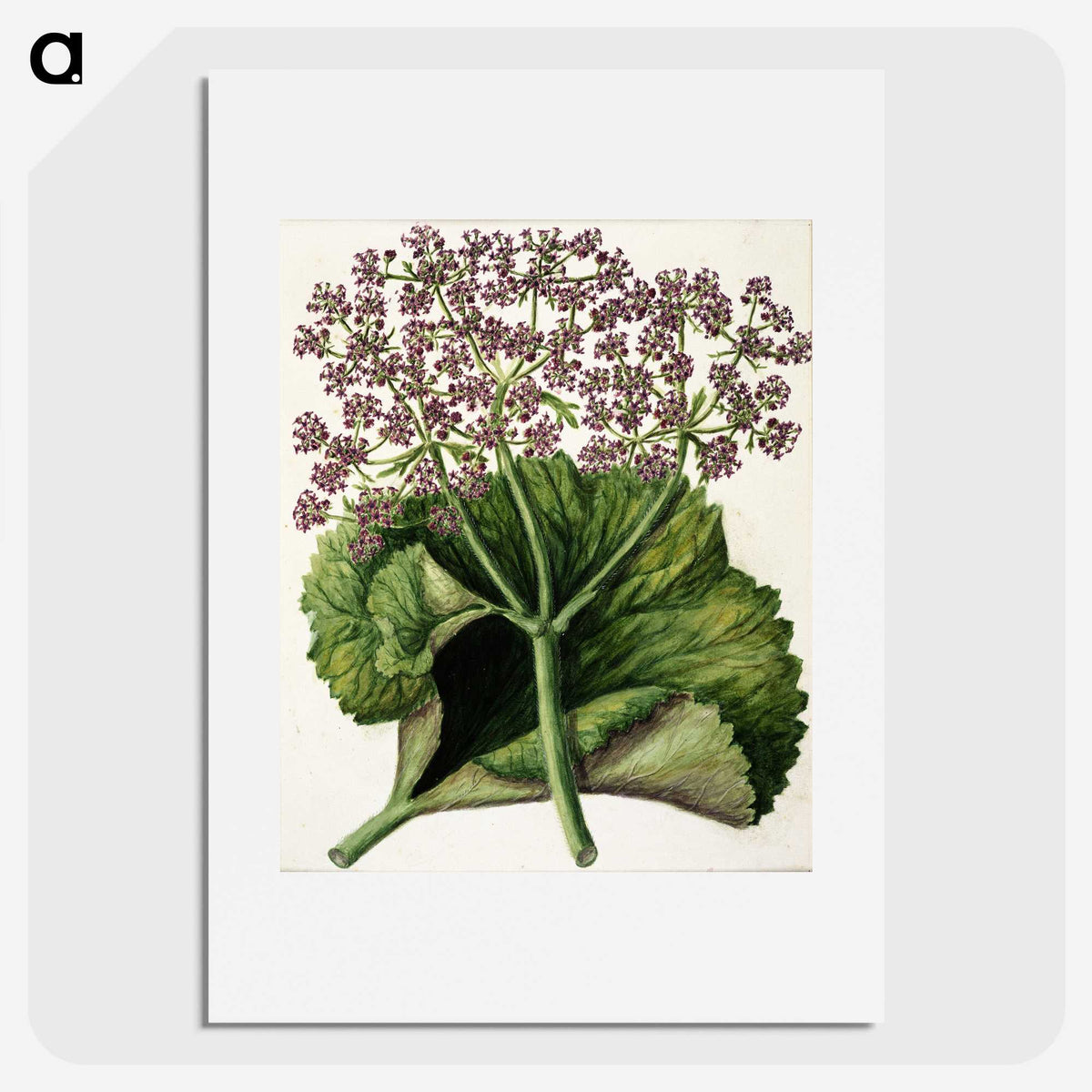 1-52_Native-Flowering-Plants-of-New-Zealand_picture