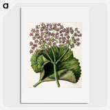 1-52_Native-Flowering-Plants-of-New-Zealand_picture