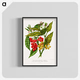 1-52_Nederlandsche-Flora-en-Pomona_blk-crop