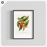 1-52_Nederlandsche-Flora-en-Pomona_blk