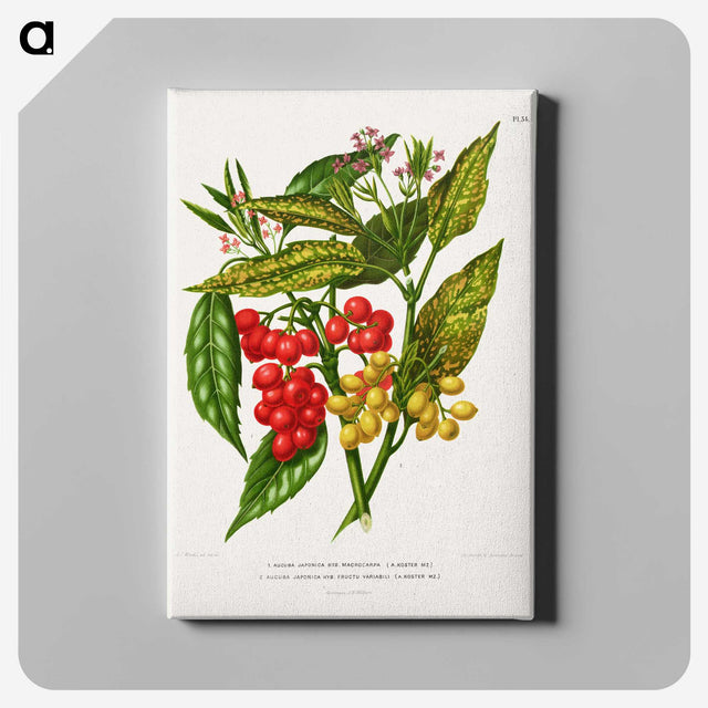 1-52_Nederlandsche-Flora-en-Pomona_canvas
