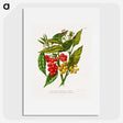 1-52_Nederlandsche-Flora-en-Pomona_picture