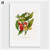 1-52_Nederlandsche-Flora-en-Pomona_picture