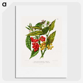 1-52_Nederlandsche-Flora-en-Pomona_picture