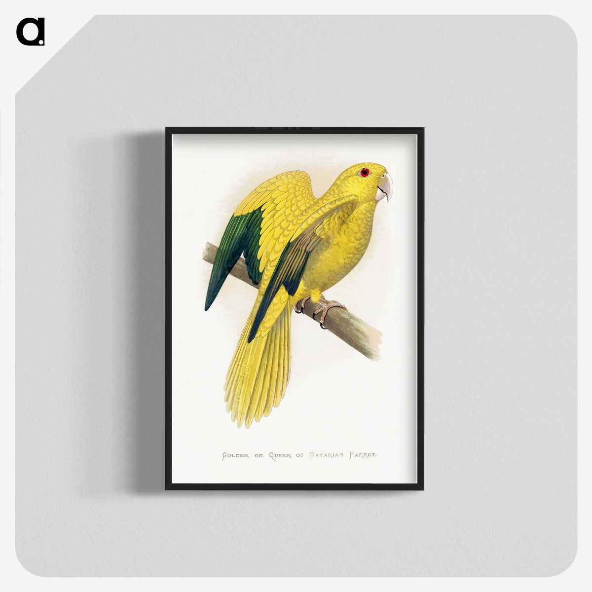 1-52_Parrots-in-Captivity_blk-crop