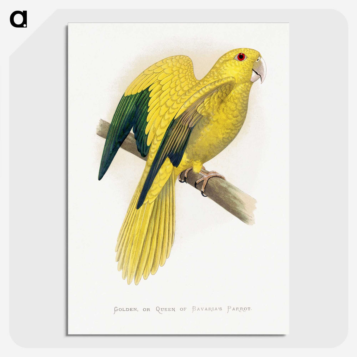 1-52_Parrots-in-Captivity_picture-crop